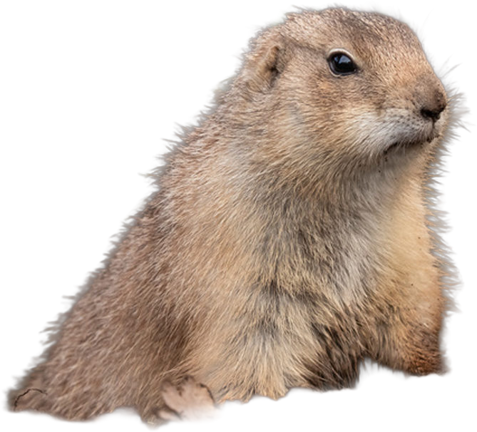 gopher featured home 2