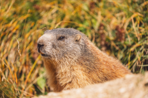 Prairie dog standing in tall yellow-green grass, facing left with a curious expression (close-up)