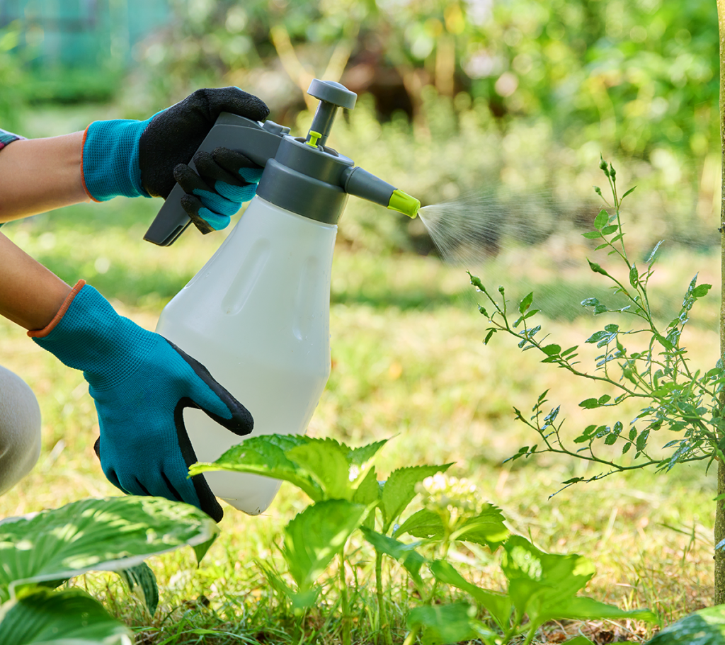 non-toxic pest control