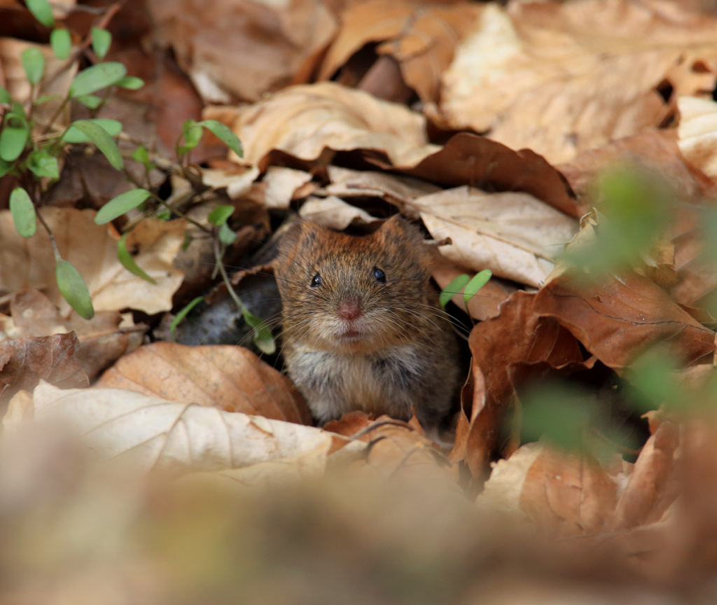 Residential Vole Control