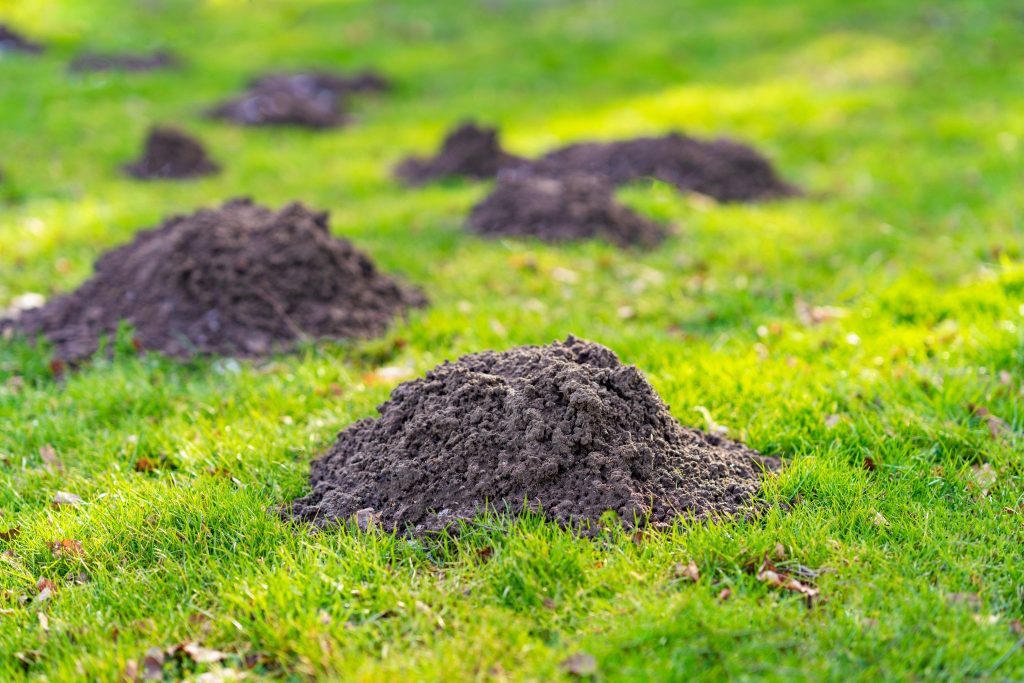 Mounds on a garden lawn caused by active gopher tunneling, needing reliable gopher traps and pest control