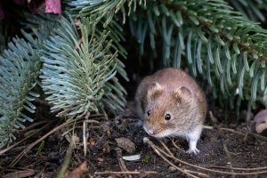 Close-up of a bank vole resting among plants