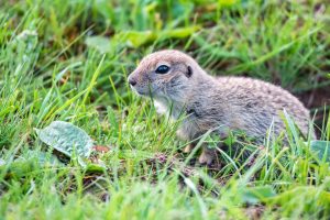 A gopher emerging from its burrow, highlighting the need for effective gopher management to prevent property damage