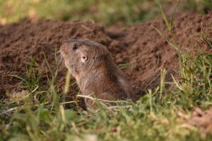 Gopher peeking out of an active burrow in a grassy field before creating underground tunnels