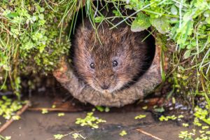 Water vole peeking from its burrow during a professional vole control service inspection