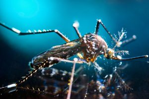 Close-up of a tiger mosquito, a dengue vector targeted through mosquito removal