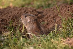 Gopher peeking out from a burrow in a grassy field